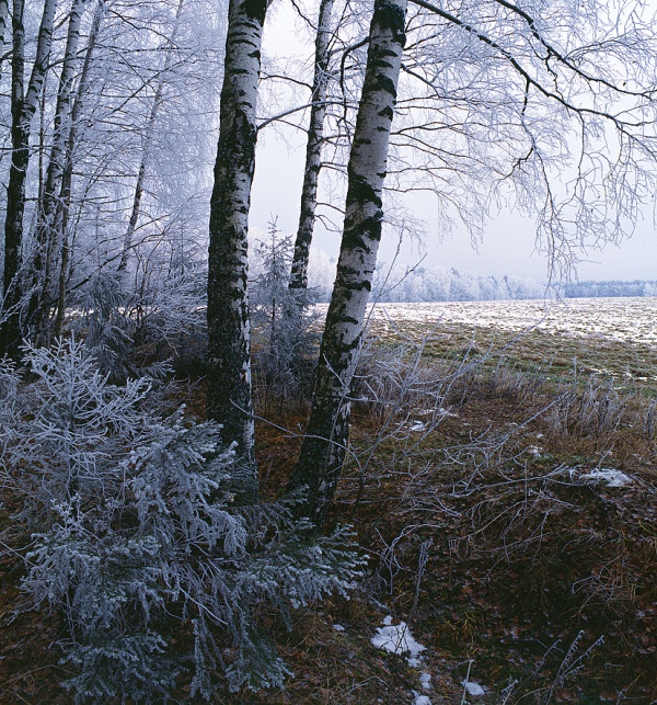    2012 
